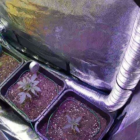 Kritic 70 growlog timeline photo