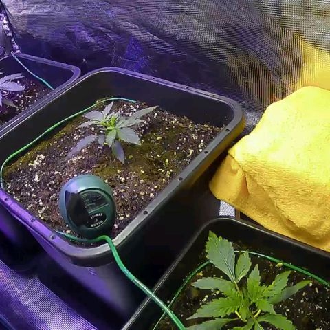 Kritic 70 growlog timeline photo