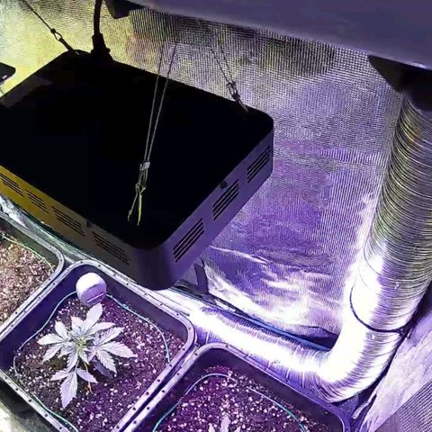 Kritic 70 growlog timeline photo