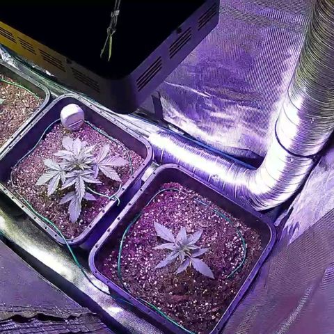 Kritic 70 growlog timeline photo