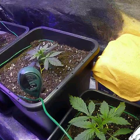 Kritic 70 growlog timeline photo