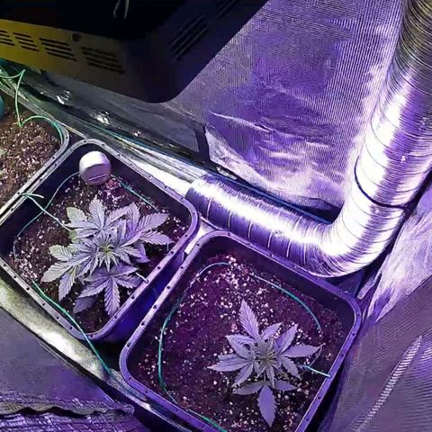 Kritic 70 growlog timeline photo