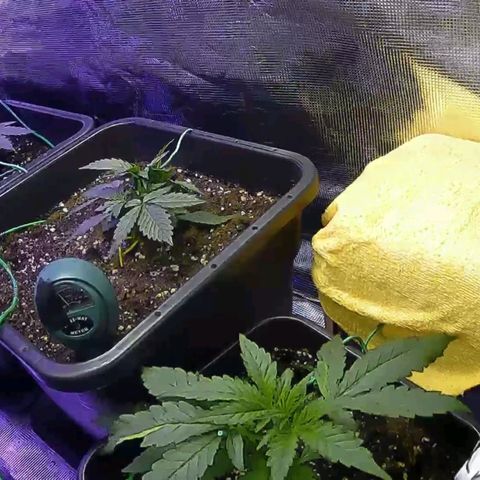 Kritic 70 growlog timeline photo