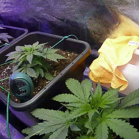 Kritic 70 growlog timeline photo
