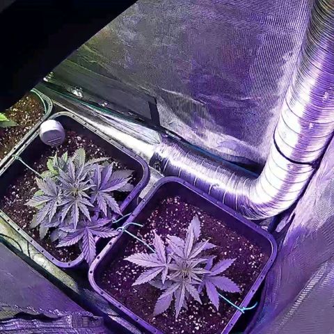 Kritic 70 growlog timeline photo