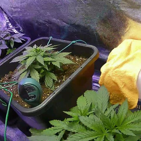 Kritic 70 growlog timeline photo
