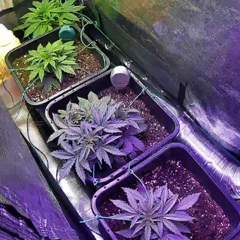 Kritic 70 growlog timeline photo