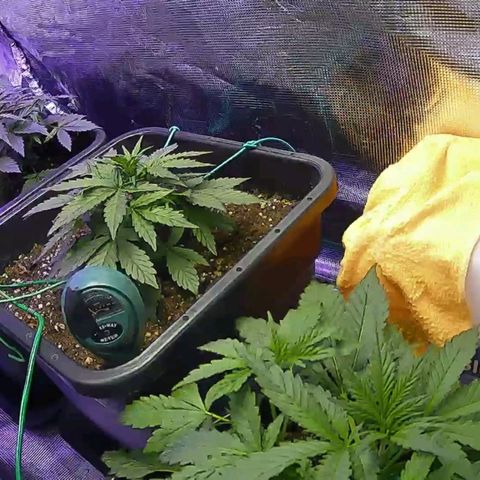 Kritic 70 growlog timeline photo