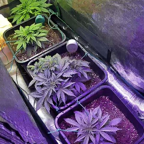 Kritic 70 growlog timeline photo