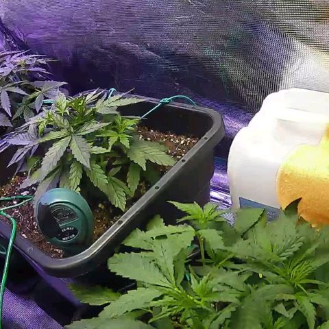 Kritic 70 growlog timeline photo