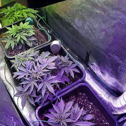 Kritic 70 growlog timeline photo