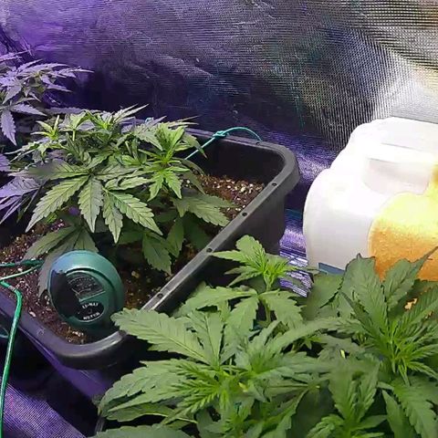 Kritic 70 growlog timeline photo