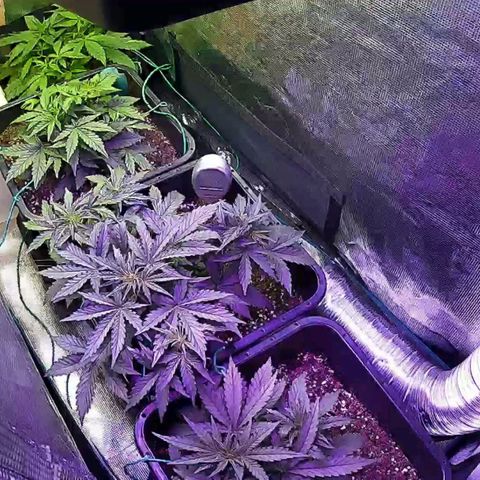 Kritic 70 growlog timeline photo