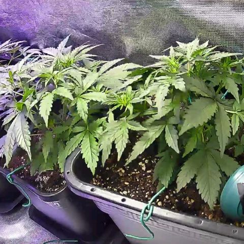 Kritic 70 growlog timeline photo