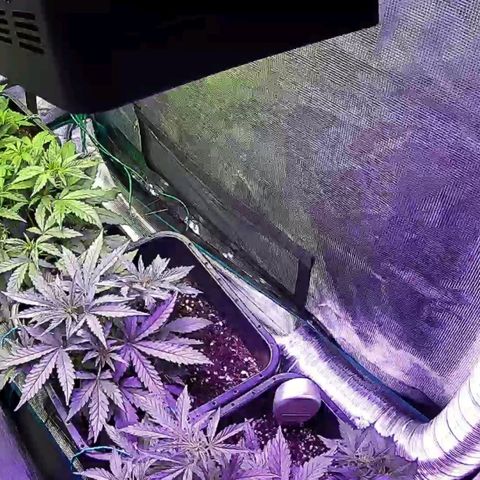 Kritic 70 growlog timeline photo