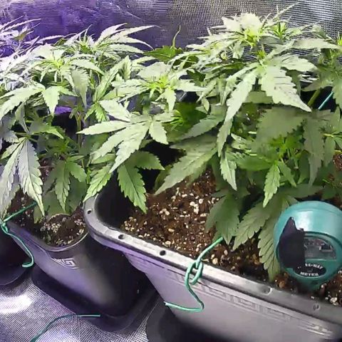 Kritic 70 growlog timeline photo