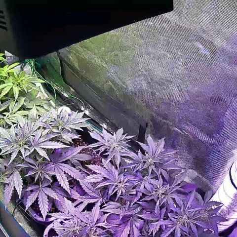 Kritic 70 growlog timeline photo