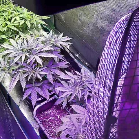 Kritic 70 growlog timeline photo