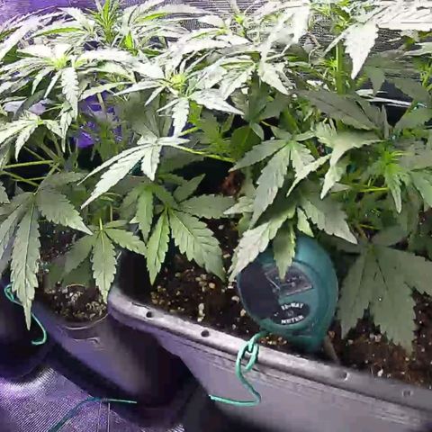 Kritic 70 growlog timeline photo