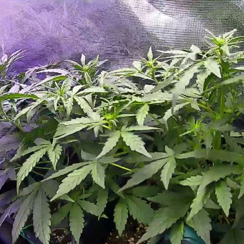 Kritic 70 growlog timeline photo