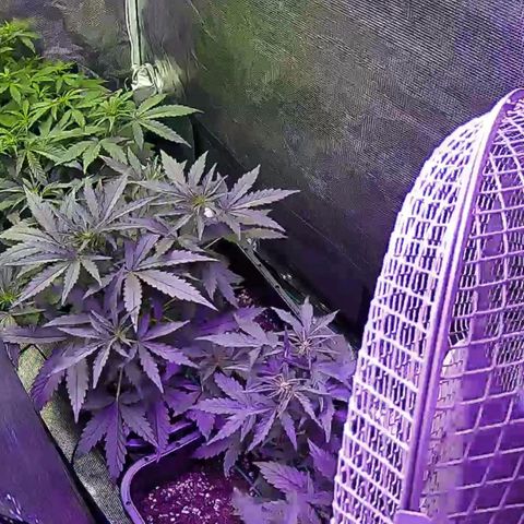 Kritic 70 growlog timeline photo