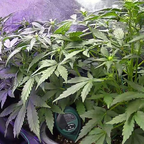 Kritic 70 growlog timeline photo