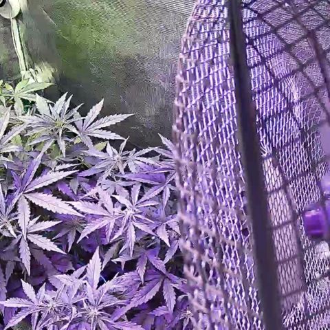 Kritic 70 growlog timeline photo