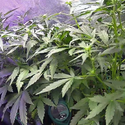 Kritic 70 growlog timeline photo