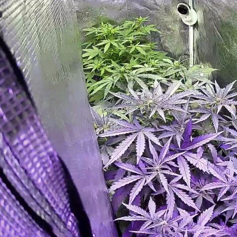 Kritic 70 growlog timeline photo