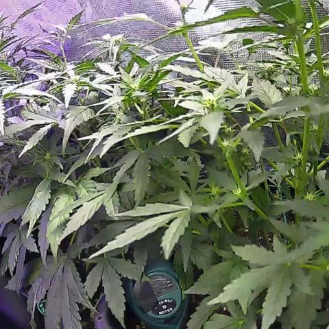 Kritic 70 growlog timeline photo