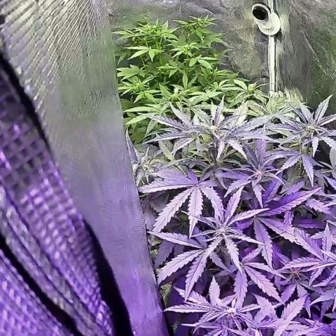 Kritic 70 growlog timeline photo
