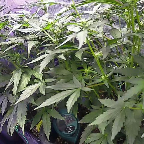 Kritic 70 growlog timeline photo