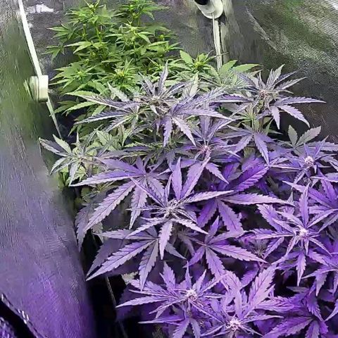 Kritic 70 growlog timeline photo