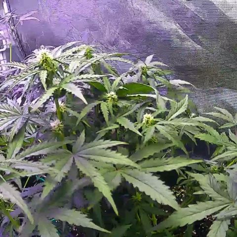 Kritic 70 growlog timeline photo