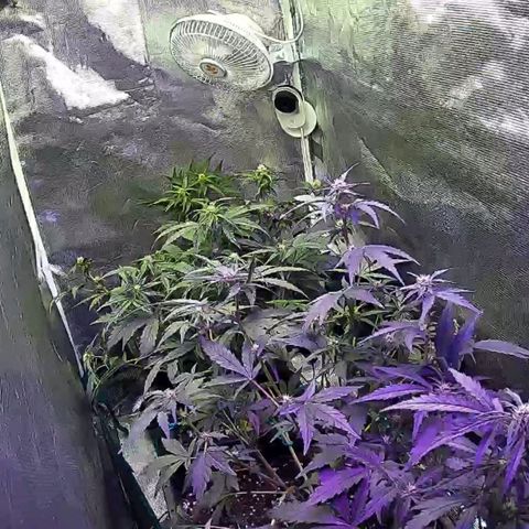 Kritic 70 growlog timeline photo