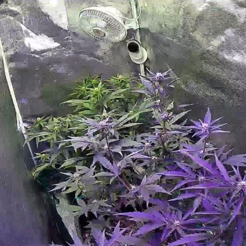Kritic 70 growlog timeline photo