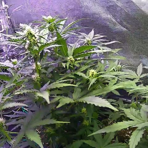Kritic 70 growlog timeline photo