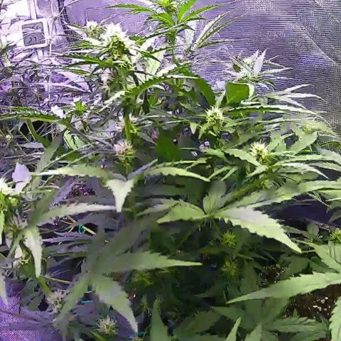 Kritic 70 growlog timeline photo