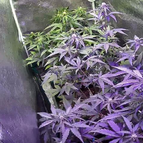 Kritic 70 growlog timeline photo