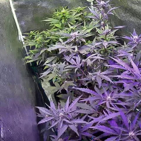 Kritic 70 growlog timeline photo