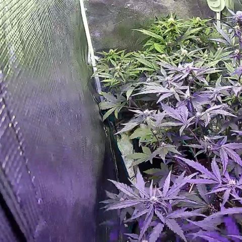 Kritic 70 growlog timeline photo