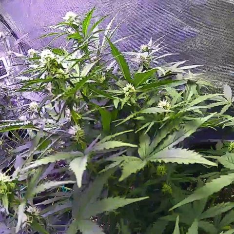Kritic 70 growlog timeline photo
