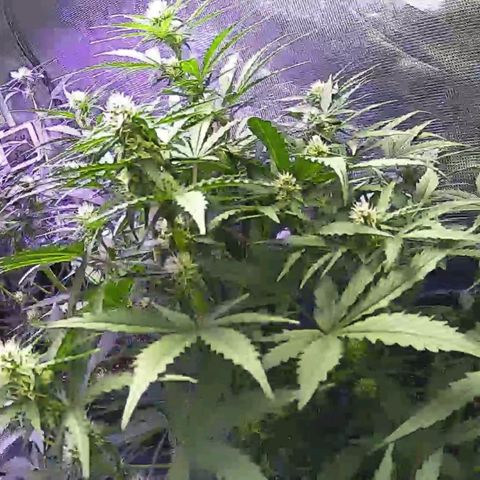 Kritic 70 growlog timeline photo