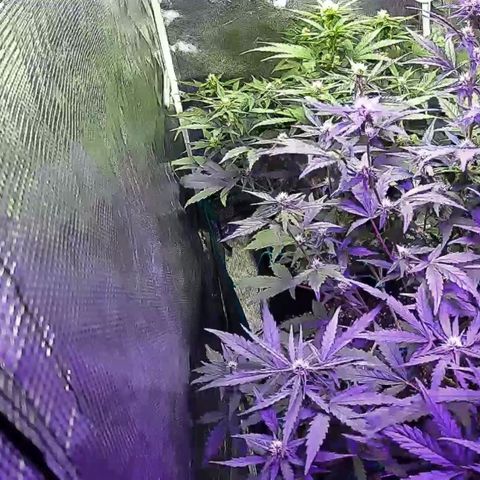 Kritic 70 growlog timeline photo