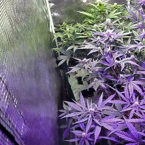 Kritic 70 growlog timeline photo