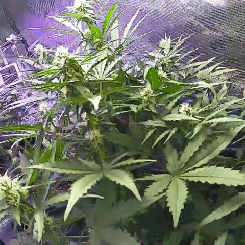 Kritic 70 growlog timeline photo