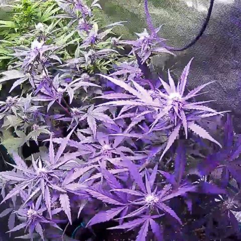 Kritic 70 growlog timeline photo