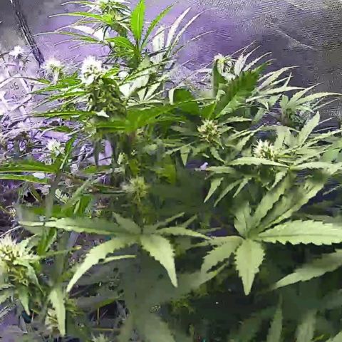 Kritic 70 growlog timeline photo
