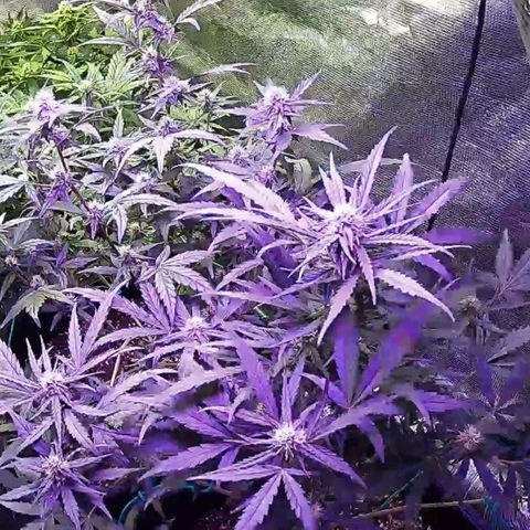Kritic 70 growlog timeline photo