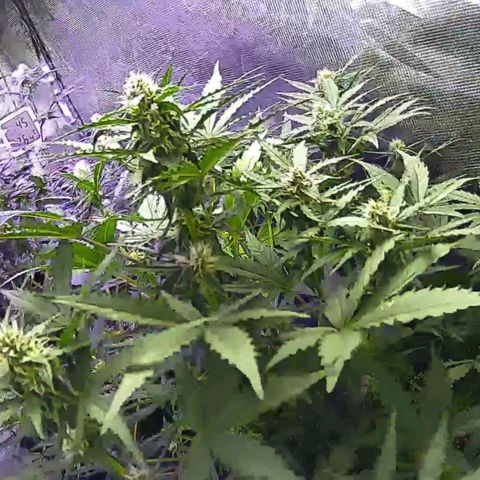 Kritic 70 growlog timeline photo